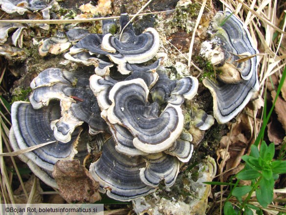 Trametes versicolor