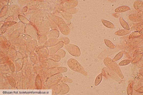 Lepiota oreadiformis