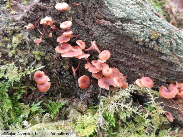 Xeromphalina campanella