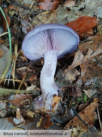 Lepista nuda