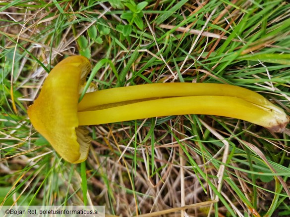 Hygrocybe citrinovirens