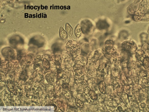 Inocybe rimosa