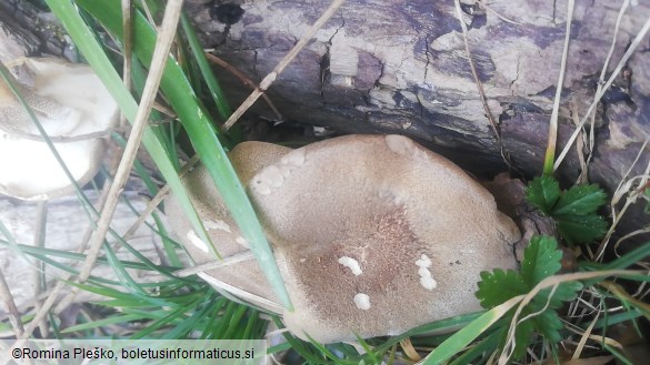 Polyporus ciliatus