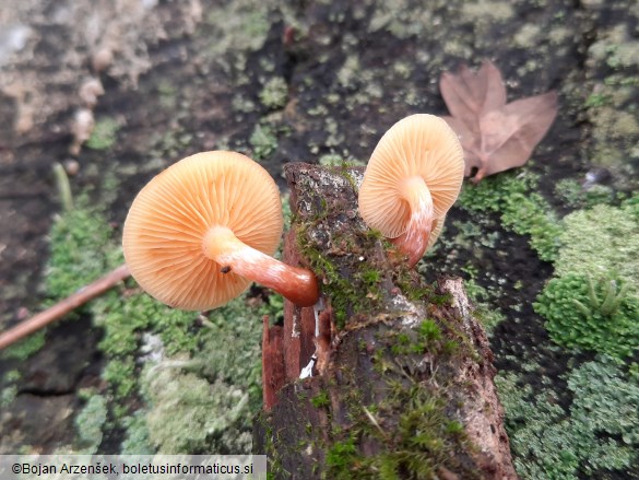 Gymnopilus penetrans