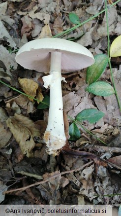 Agaricus essettei