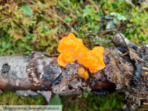 Tremella mesenterica