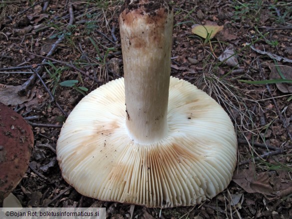 Russula faginea