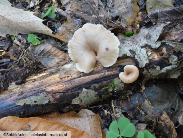 Lentinellus micheneri