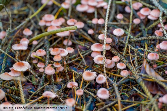 Mycena rosella