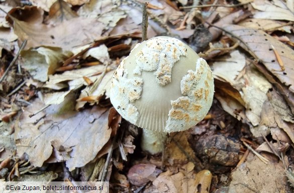 Amanita griseofulva