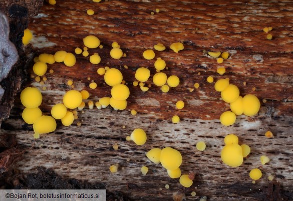 Calycina citrina