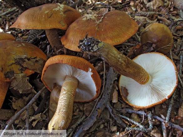 Tricholoma aurantium