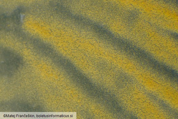 Tubaria hiemalis