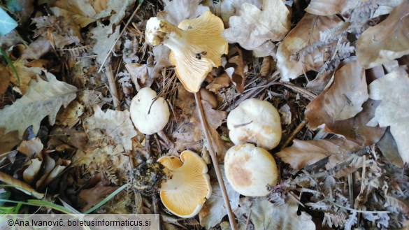 Cantharellus cibarius