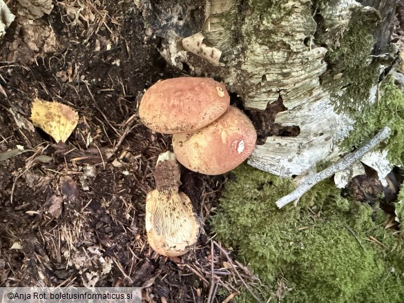 Tapinella atrotomentosa