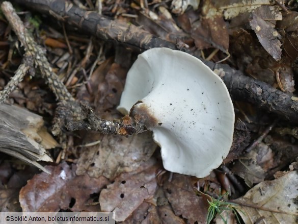 Picipes tubaeformis