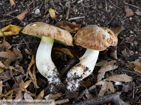 Hemileccinum depilatum