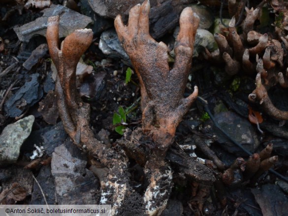 Xylaria guepini