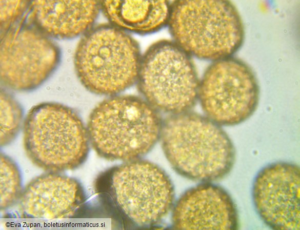 Puccinia phyllostachydis