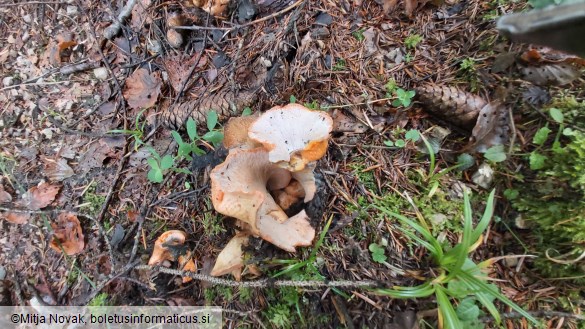 Hypomyces lateritius