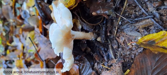 Clitocybe dealbata