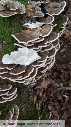 Trametes versicolor