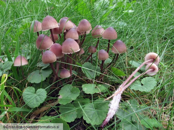 Mycena haematopus