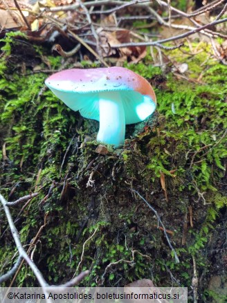 Russula nobilis