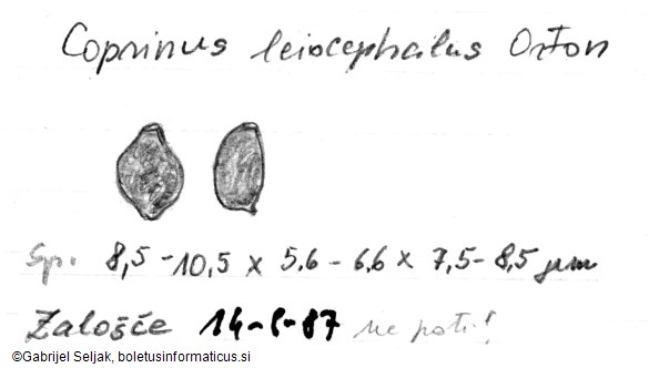 Parasola leiocephala