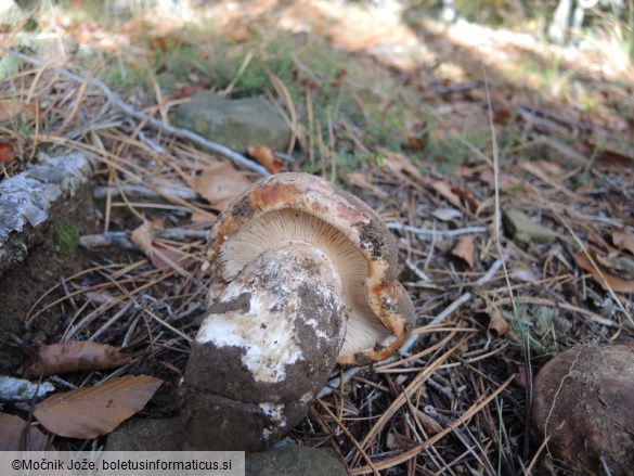 Tricholoma colossus