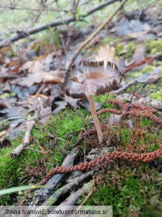 Coprinellus micaceus