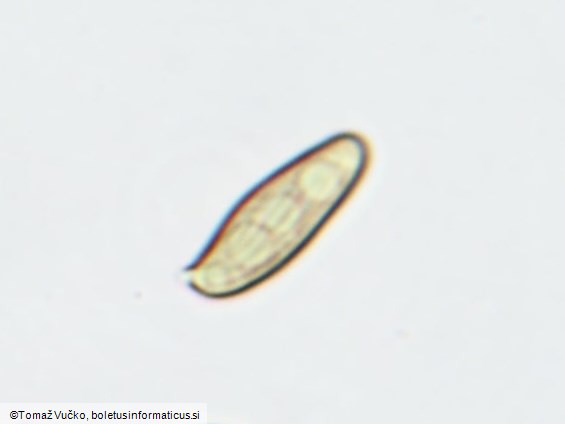 Xerocomellus ripariellus