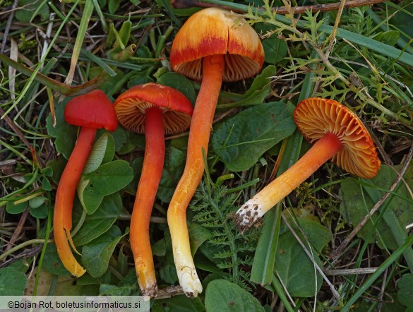 Hygrocybe coccinea