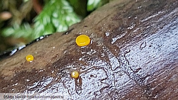 Miladina lechithina