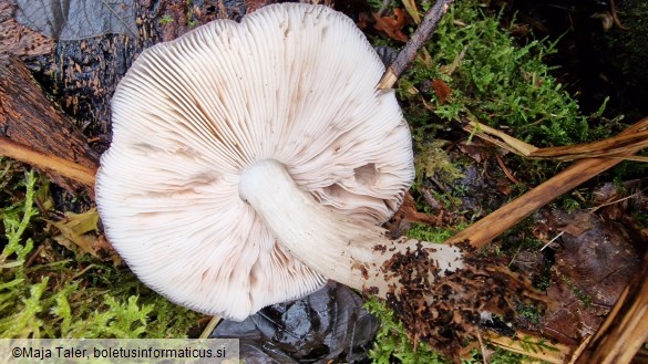 Pluteus atricapillus