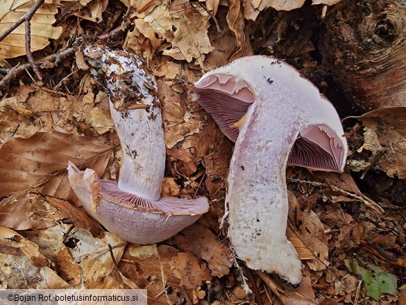 Cortinarius camphoratus