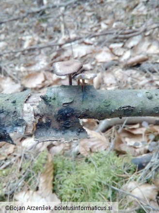 Polyporus brumalis