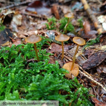 Mycena aurantiomarginata