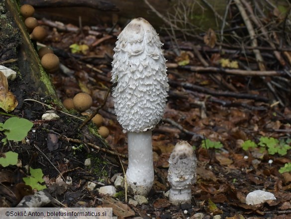 Coprinus comatus