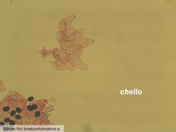 Parasola plicatilis