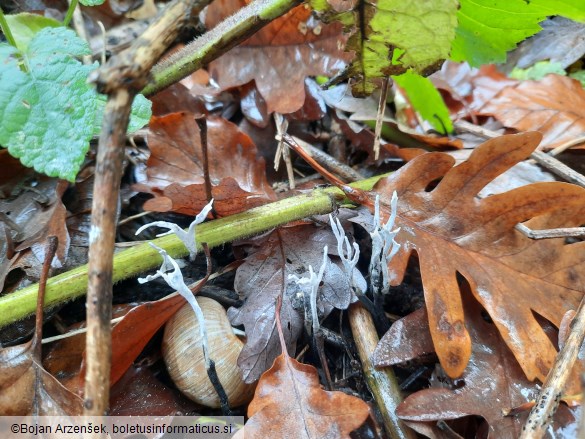 Xylaria hypoxylon