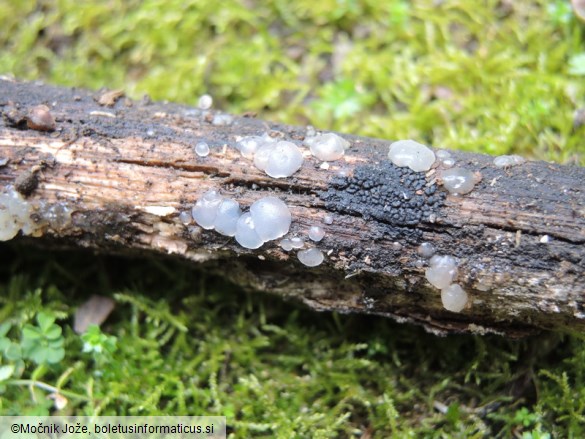 Tremella globispora