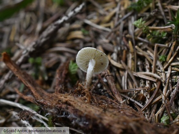 Pholiota scamba