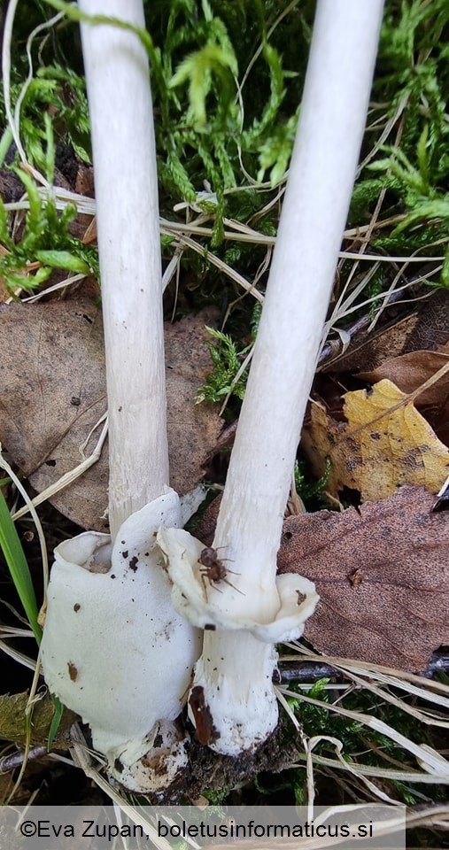 Amanita betulae