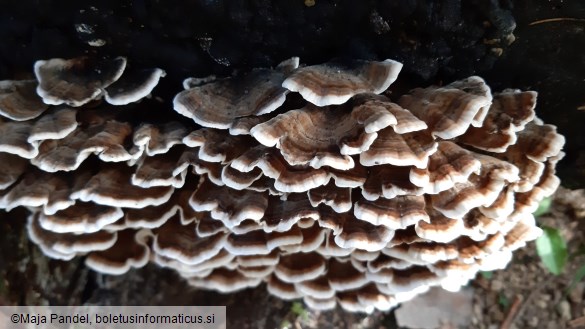 Trametes versicolor