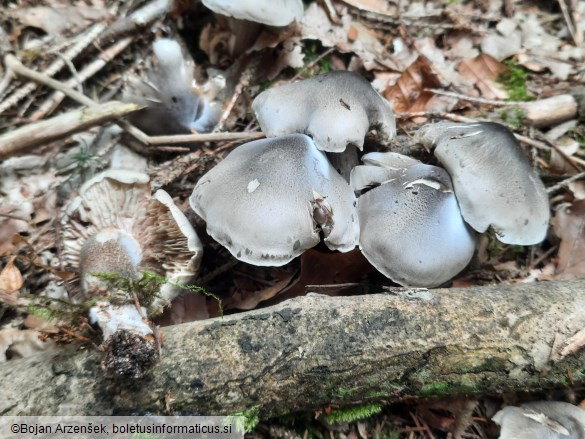 Tricholoma saponaceum