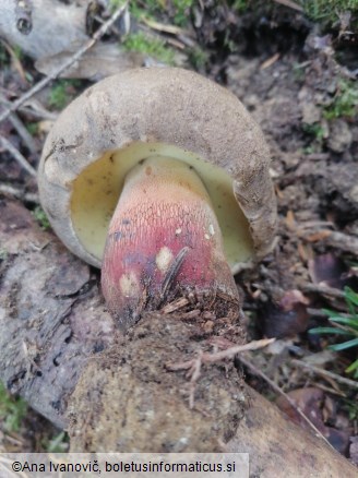 Caloboletus calopus