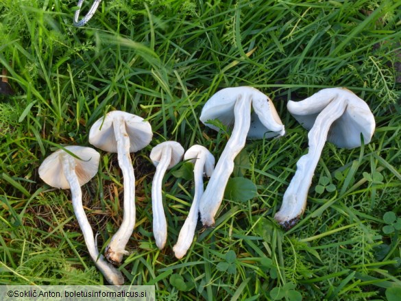 Leucoagaricus leucothites