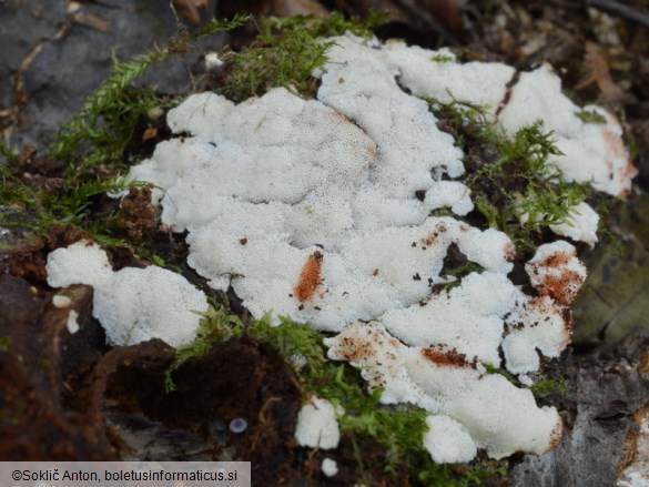 Rigidoporus sanguinolentus