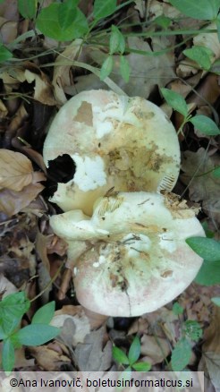 Russula olivacea